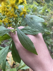 Solidago buckleyi