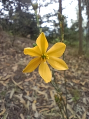 Echeandia flavescens