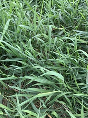 Phalaris arundinacea