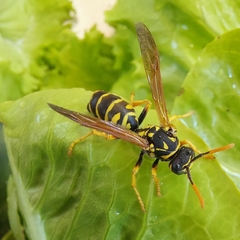 Polistes dominula