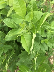 Ptelea trifoliata