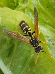 Polistes dominula