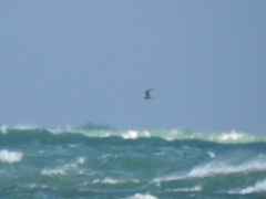 Stercorarius parasiticus