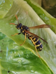 Polistes dominula