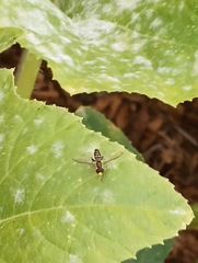 Toxomerus occidentalis