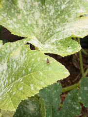 Toxomerus occidentalis