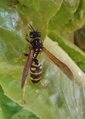 Polistes dominula