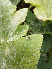 Toxomerus occidentalis