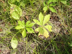 Sanicula marilandica