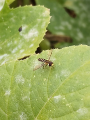 Toxomerus occidentalis