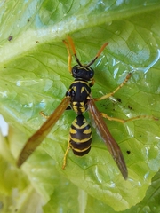 Polistes dominula