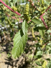 Amaranthus hybridus