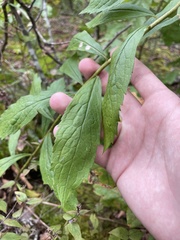 Solidago buckleyi