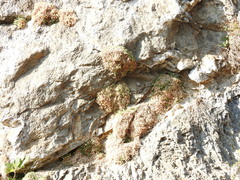 Asperula arcadiensis