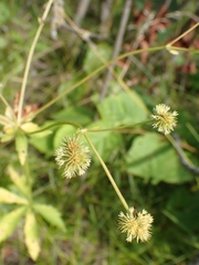 Sanicula marilandica