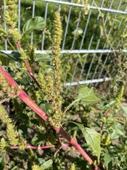 Amaranthus hybridus