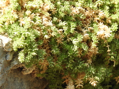 Asperula arcadiensis