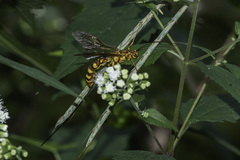 Megarhyssa greenei