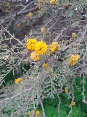 Vachellia caven