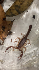 Vaejovis carolinianus