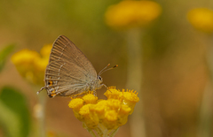 Satyrium acaciae