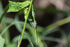 Coccinellinae