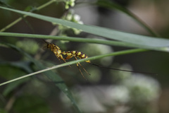 Megarhyssa greenei