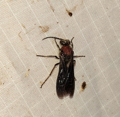 Timulla ocellaria