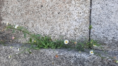 Erigeron karvinskianus