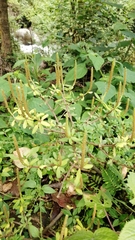 Peperomia leptophylla