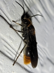 Sphaeropthalma marpesia