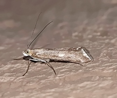 Loxostege sticticalis