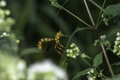 Megarhyssa greenei