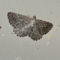 Rhoptria asperaria
