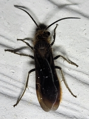 Sphaeropthalma marpesia