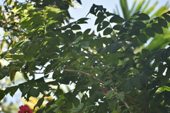 Nectariniidae