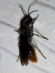 Sphaeropthalma marpesia