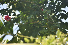 Nectariniidae