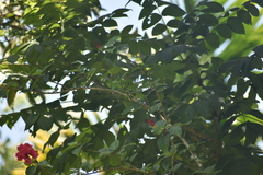 Nectariniidae
