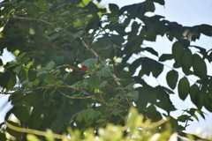 Nectariniidae