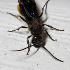 Sphaeropthalma marpesia