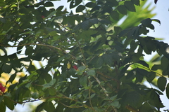 Nectariniidae