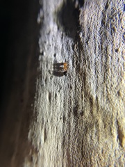 Crematogaster laeviuscula