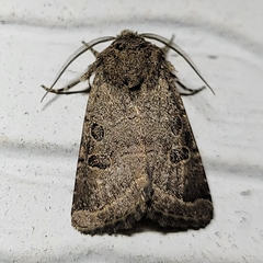 Protorthodes melanopis