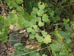 Thalictrum venulosum