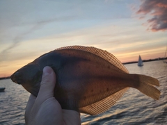 Limanda limanda