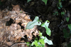 Smilax bona-nox