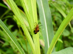 Calopteron