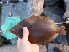 Limanda limanda