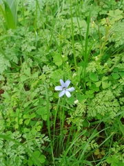Tecophilaea violiflora